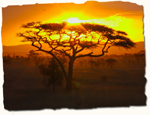 African safari sunset